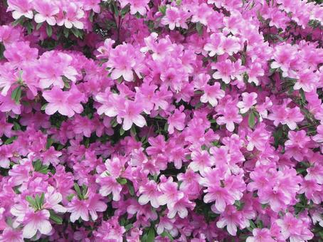 ピンク花 一面 ピンク花 一面の写真