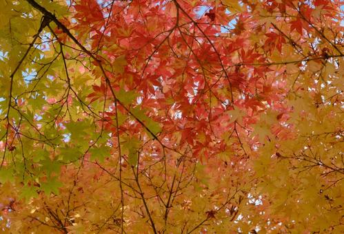 紅葉前のモミジの葉 紅葉前のモミジの葉の写真