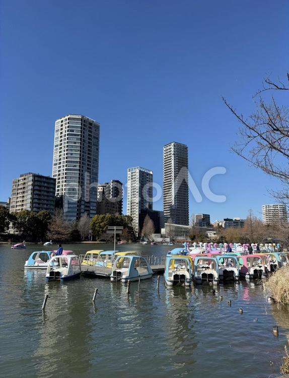 冬の不忍池 白鳥の湖,ボート池,舟の写真素材