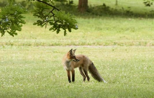 Fox, JPG Fox, JPG