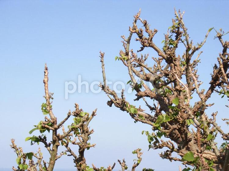 首里城の木 新芽,木の芽,首里城の写真素材