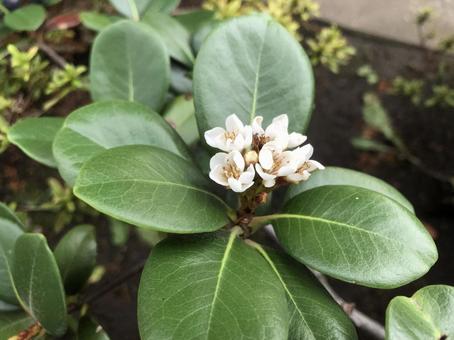 シャリンバイの花（車輪梅） シャリンバイ,車輪梅,常緑樹の写真素材