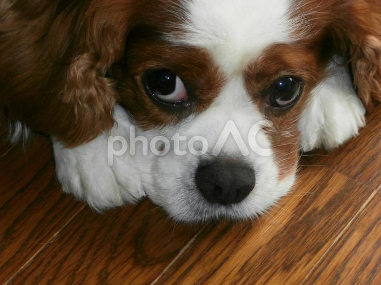 つぶらな瞳で見つめるキャバリア 犬,キャバリア,室内の写真素材