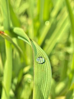 Photo, drop, rain, effluent, 