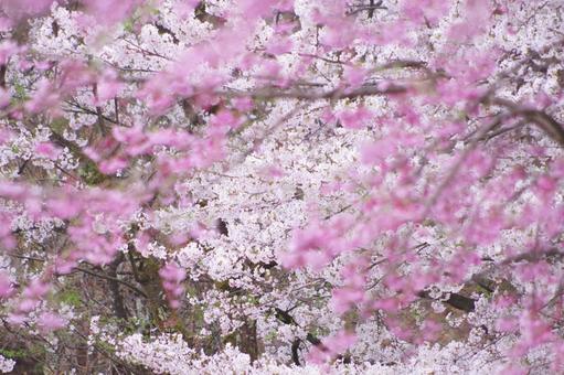 Cherry blossoms in full bloom, JPG