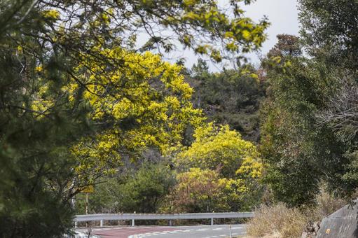 ミモザが咲く山道 ミモザ,花,春の写真素材