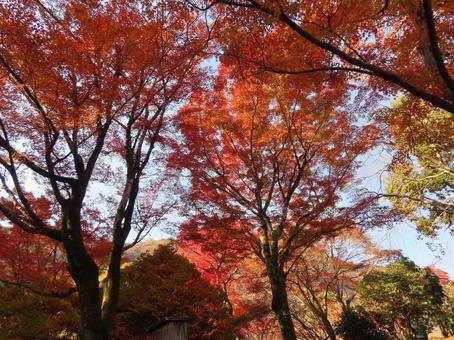 紅葉の季節 日本,秋,晩秋の写真素材