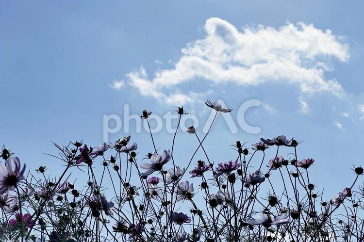 福井県：宮ノ下コスモス広苑 コスモス,秋桜,秋の花の写真素材