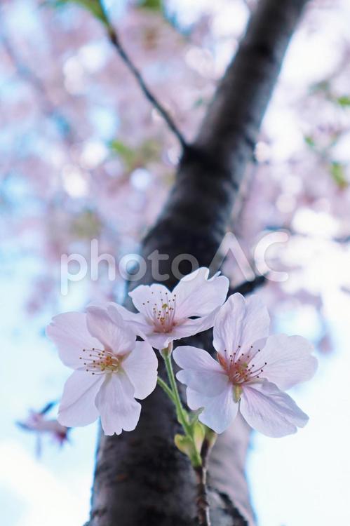 満開の桜の花のクローズアップ 桜,桜の花,満開の写真素材