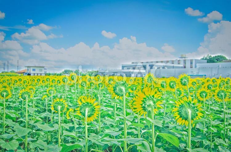 栃木県上三川町　ひまわり畑 栃木県,上三川町,風景の写真素材