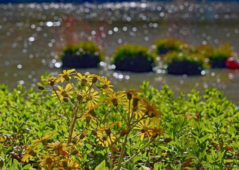 沼の畔に咲くツワブキの花 ツワブキ,野草,草花の写真素材