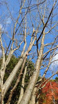 冬を待つ裸木の骨格 今治市,鈍川渓谷,フローの写真素材