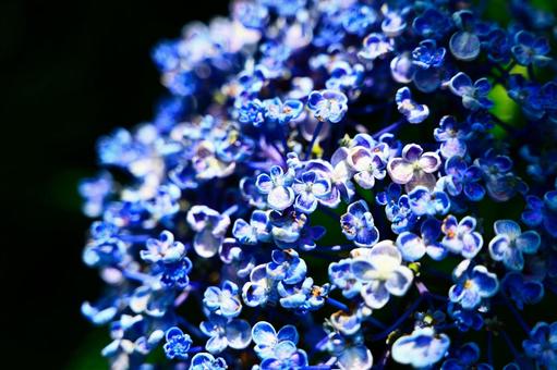 アジサイ アジサイの写真