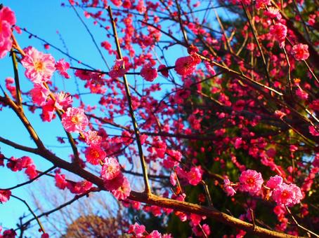 梅の花 梅の花の写真