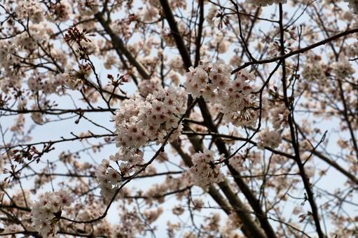 ソメイヨシノの写真