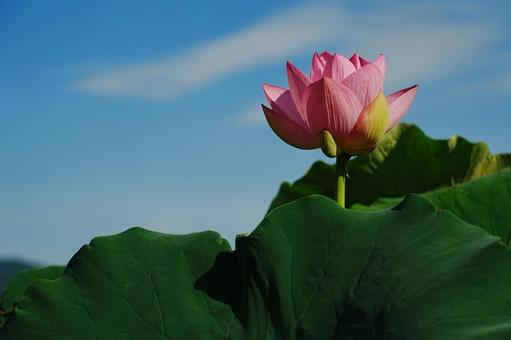 ハスの花 ハスの花の写真