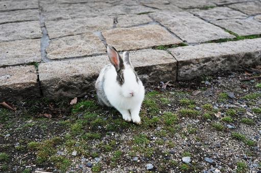 広島 大久野島 うさぎ島のうさぎ6 広島 大久野島 うさぎ島のうさぎ6 うさぎ,兎,卯の写真素材