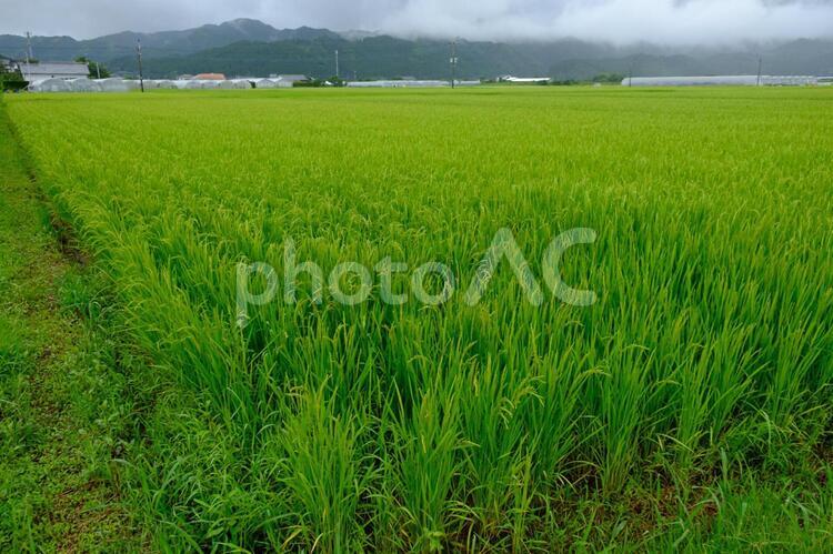 稲の熟する頃 稲,米,田んぼの写真素材