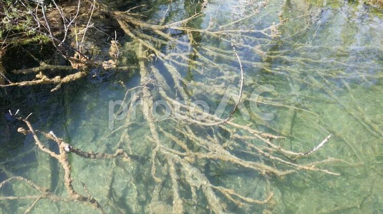 自然のちから 自然,クロアチア,国立公園の写真素材