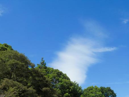 青空と巻雲(けんうん)と緑 青空と巻雲(けんうん)と緑 巻雲,すじ雲,しらす雲の写真素材