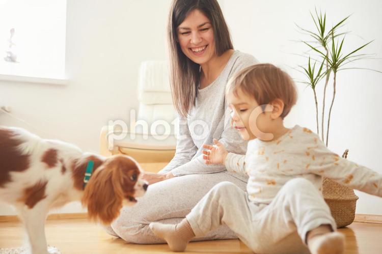 犬と母と息子5 親子,犬,遊ぶの写真素材