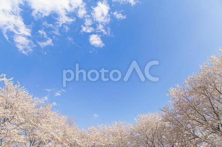 桜　さくら　咲く　青空　背景 桜,さくら,サクラの写真素材