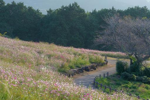 長崎-【白木峰高原のコスモス】 長崎-【白木峰高原のコスモス】 長崎,諫早,白木峰高原の写真素材