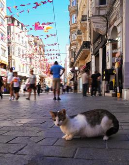 トルコの猫 トルコの猫の写真