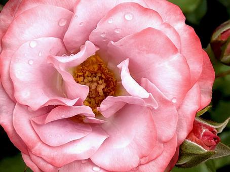 「浪漫」という名の薔薇の花 02 「浪漫」という名の薔薇の花 02 薔薇,バラ,花の写真素材
