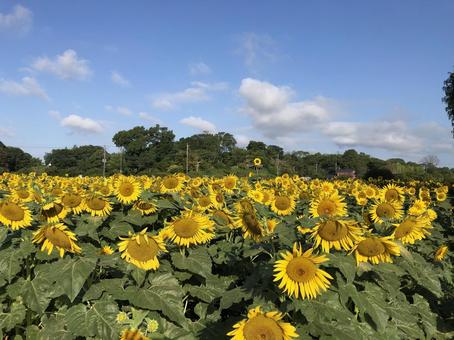 ひまわり畑 ひまわり畑 花,あけぼの山公園,千葉県の写真素材