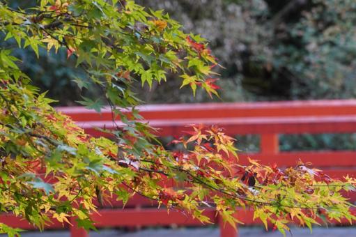 若いもみじ もみじ,紅葉,若葉の写真素材