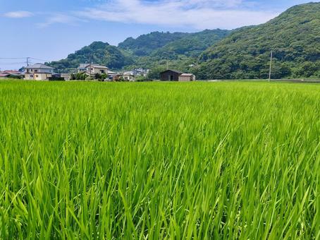 静岡県伊豆市小土肥の田んぼの風景 静岡県伊豆市小土肥の田んぼの風景の写真