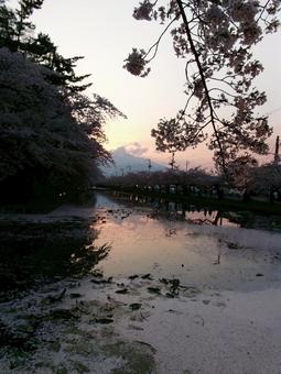 桜 桜祭り,湖,桜の写真素材