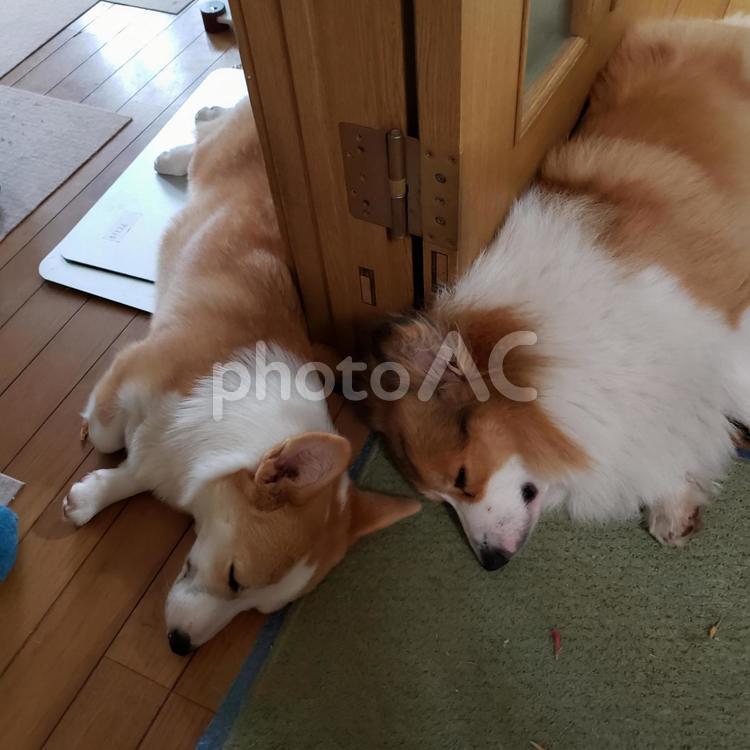仲良くお昼寝　コーギー 犬,コーギー,お昼寝の写真素材