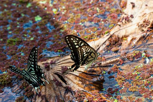 枯れ草にとまるアゲハ 枯れ草にとまるアゲハ アゲハチョウ,ナミアゲハ,蝶の写真素材