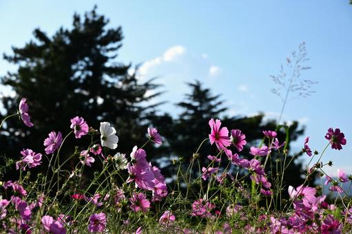 風になびくコスモス コスモス,秋桜,秋の風景の写真素材