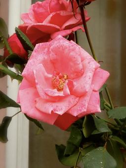薔薇 薔薇の写真