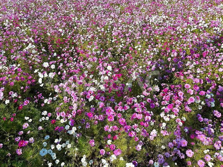 秋桜(コスモス)畑/cosmos 秋桜,コスモス,cosmosの写真素材