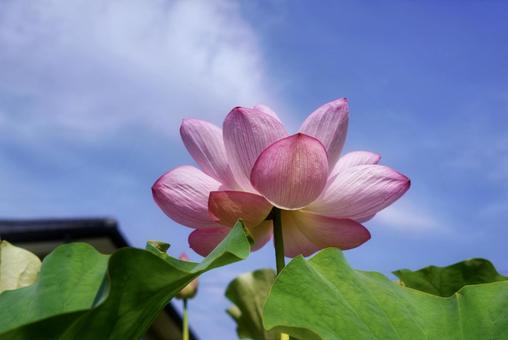 貴明寺付近に咲く蓮の花 貴明寺付近に咲く蓮の花の写真