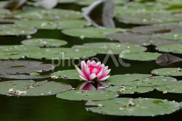 睡蓮の花２ 睡蓮,睡蓮の葉,水鏡の写真素材