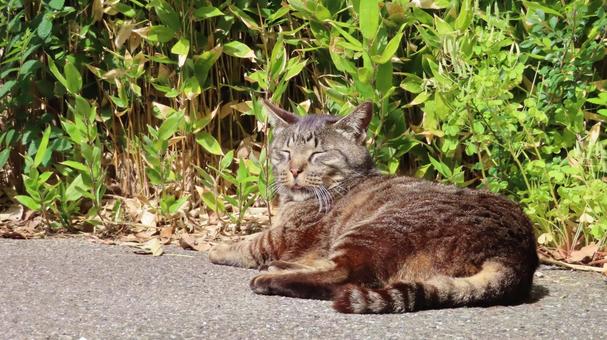 少しお間抜けさんの表情を見せる可愛い猫様 猫,キジトラ,眠り猫の写真素材