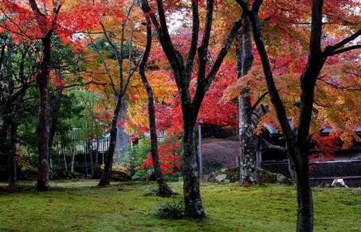 もみじ 秋,もみじ,モミジの写真素材