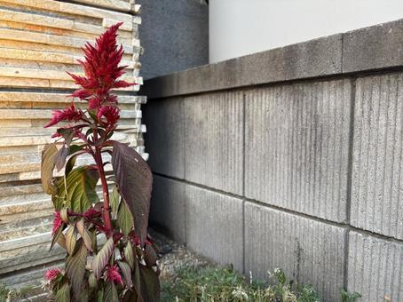 ケイトウ ケイトウ,花,植物の写真素材