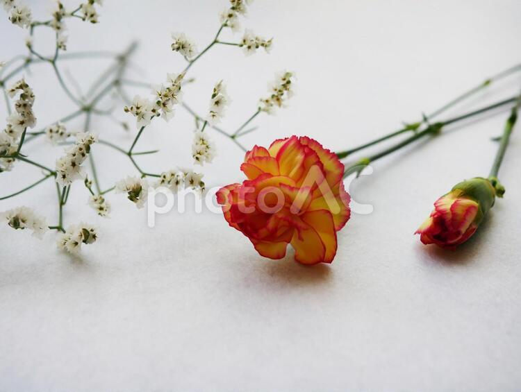 白テクスチャ　背景素材　花　植物　ボタニカル　 花,背景,背景素材の写真素材
