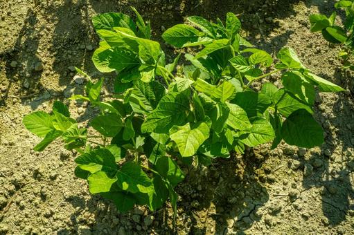 夏の大豆の葉 夏の大豆の葉 大豆,ダイズ,大豆畑の写真素材