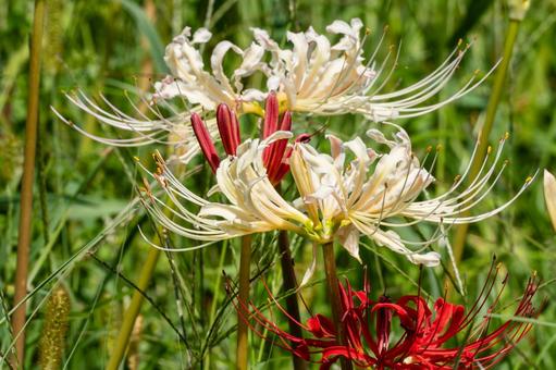ヒガンバナ(106) 花,ヒガンバナ,マンジュシャゲの写真素材