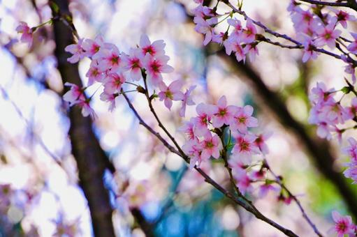 桜の木 桜の木の写真
