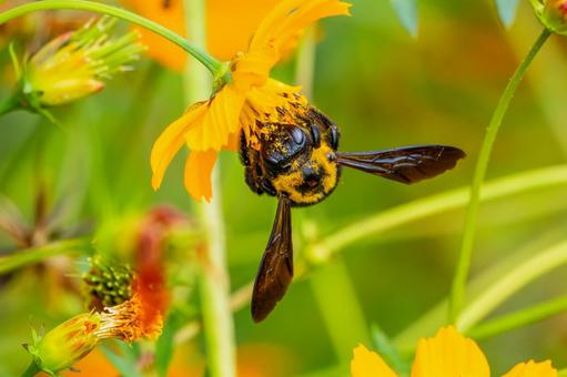 コスモスとクマバチ⒀ コスモスとクマバチ⒀ 花,コスモス,蜂の写真素材