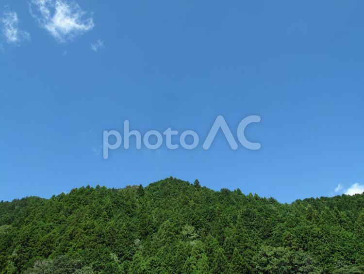 青空と杉の山（ヨコ） 杉,山,青空の写真素材