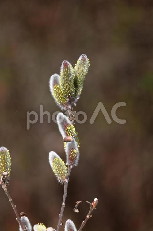 猫の尻尾に似た花 ネコヤナギ,花,ヤナギ科の植物の写真素材